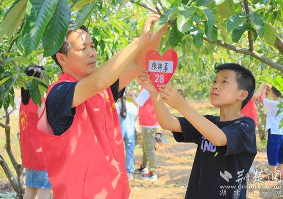 湖北-關(guān)愛少年兒童-誠信栗花助留守兒童看世界項(xiàng)目-2021年6月15日在湖北省黃岡市羅田縣白廟河鎮(zhèn)東安河小學(xué)板栗林進(jìn)行板栗樹認(rèn)領(lǐng)