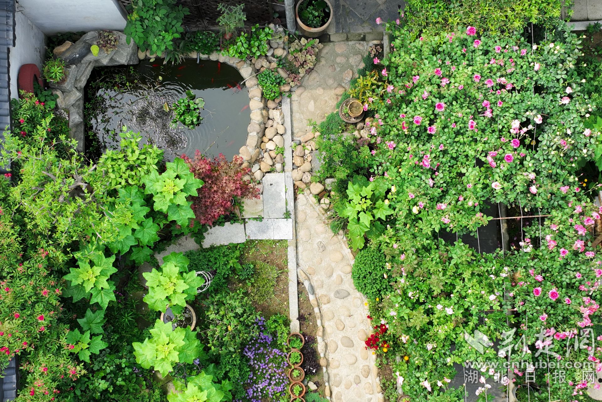 張琴將自家的庭院裝點的郁郁蔥蔥，繁花似錦，可謂一步一景。.jpg.jpg