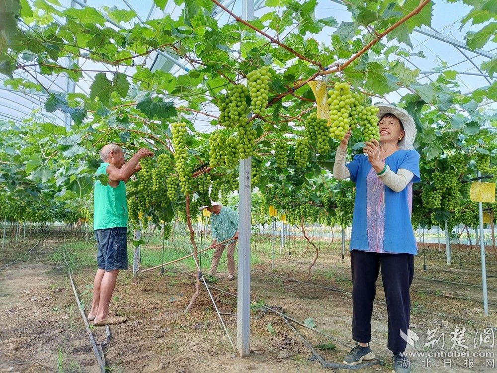 西王村陽光玫瑰葡萄園。通訊員 程愛華 攝.jpg.jpg
