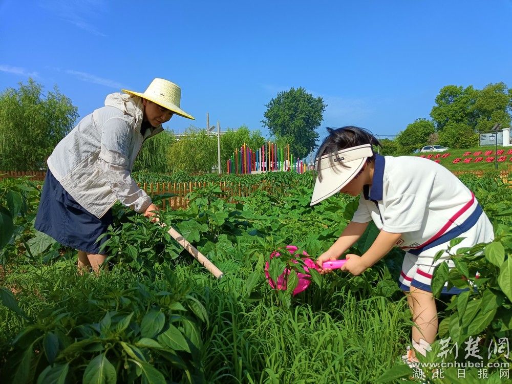 市民帶孩子在共享菜園里鋤草、澆水。通訊員 程愛華 攝.jpg.jpg